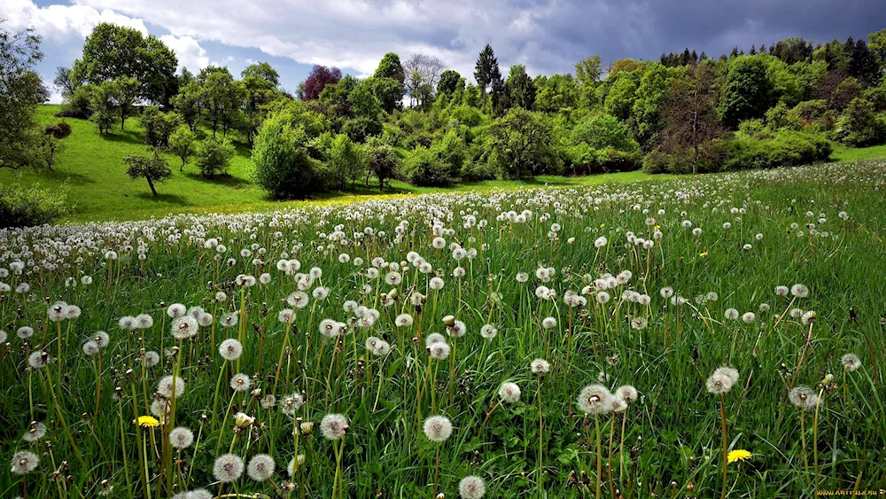 Dandelion Field