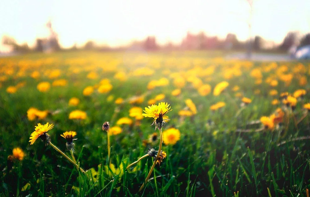 Sunflower Stars Benoit Trimborn