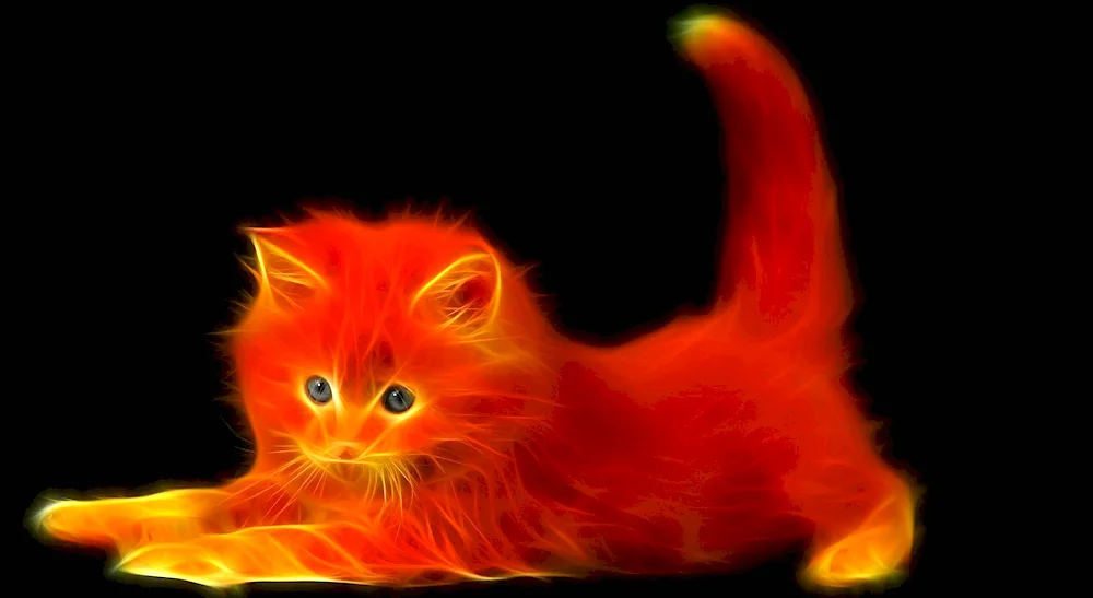 Fiery cat