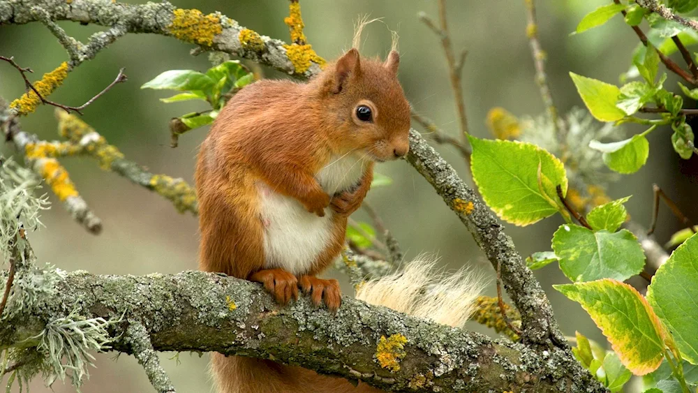 Abert's squirrel