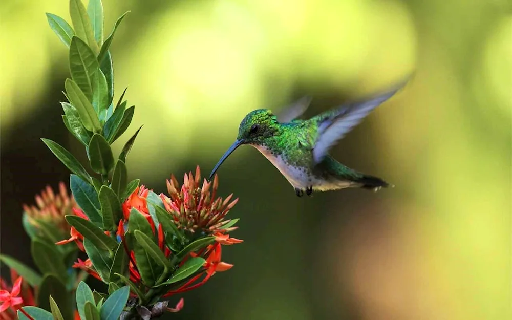 Topaza Pella Hummingbird Hummingbird