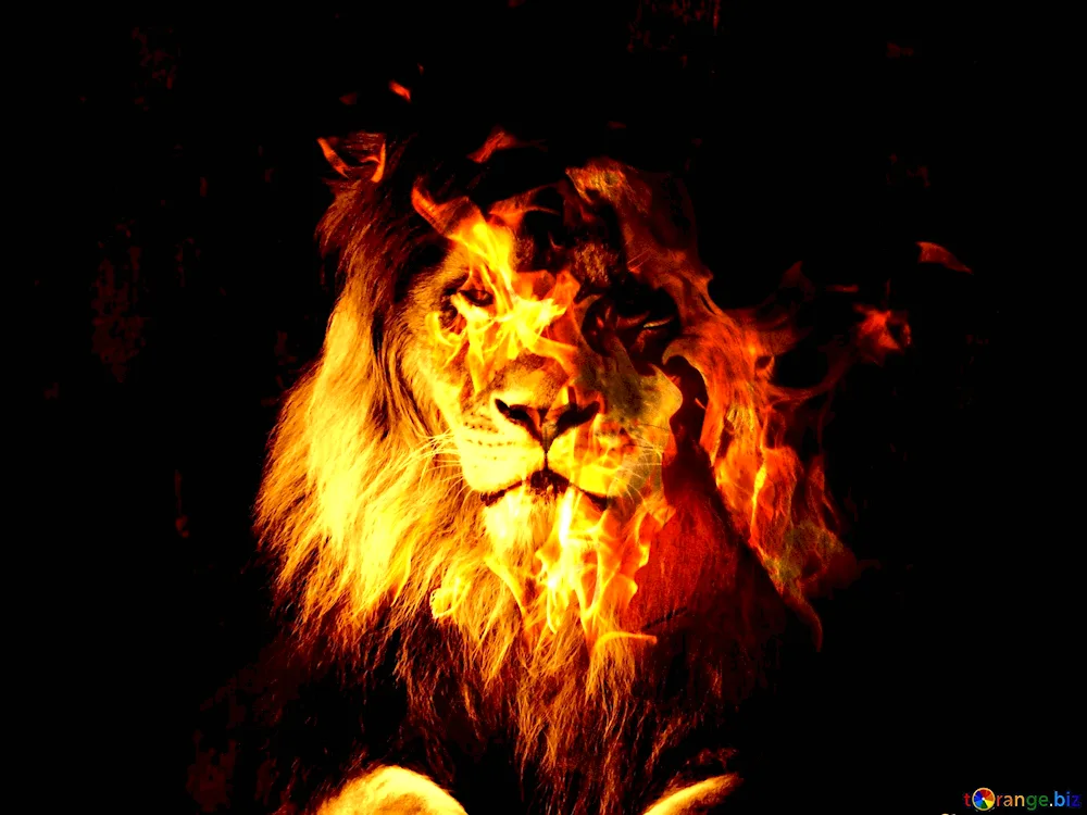 Fiery Lion of Kumadori