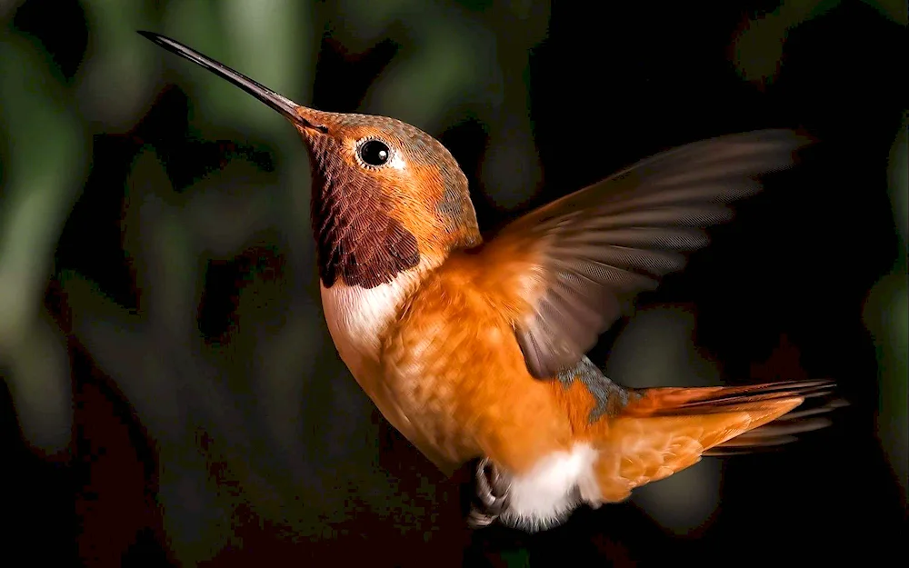 Yellow-headed hummingbird