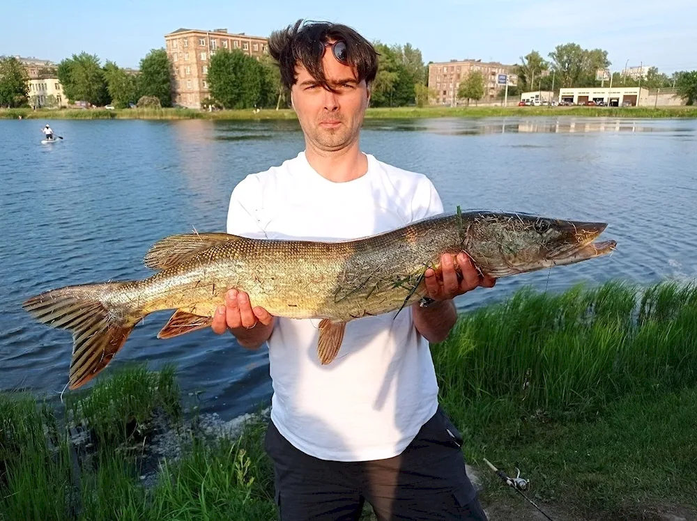 Pike Esox Lucius