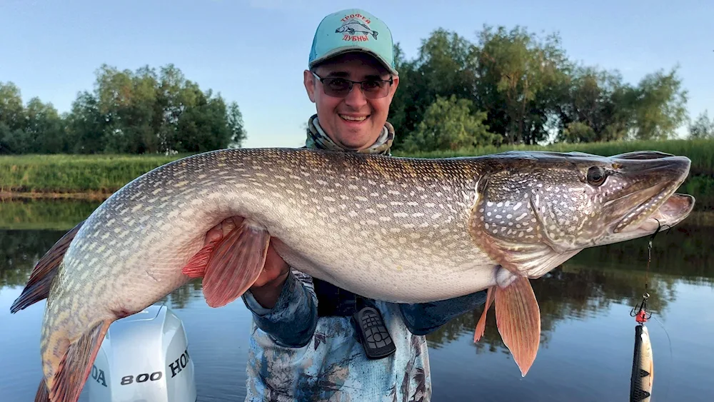 Huge pike