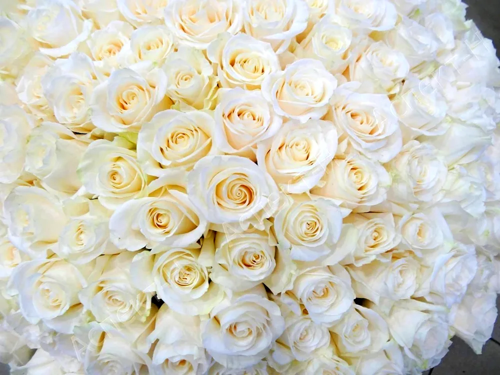 Huge bouquet of white roses