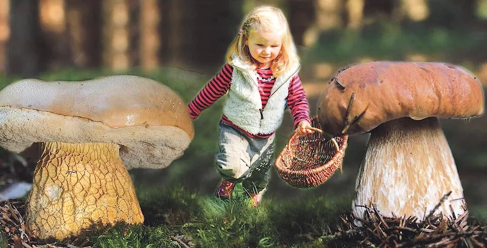 Seeking mushrooms