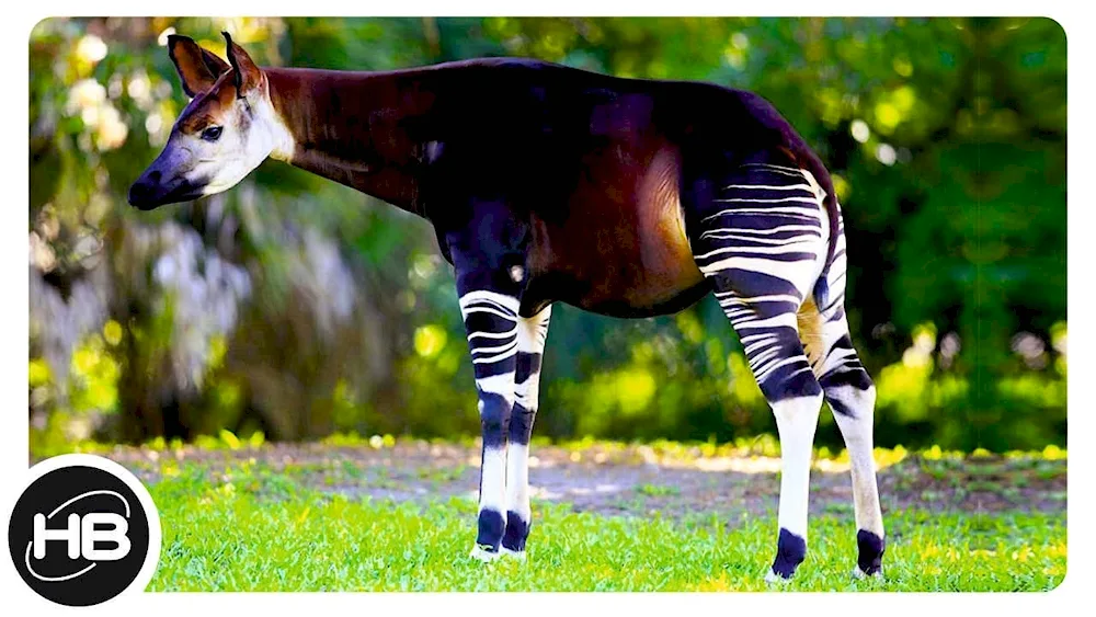 Okapi forest giraffe