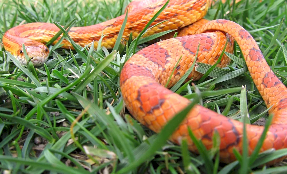 Okeetee Scaleless