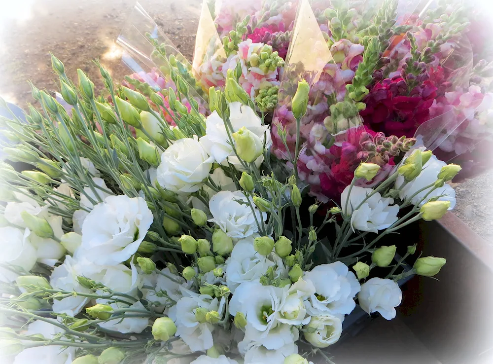 A bunch of eustoma