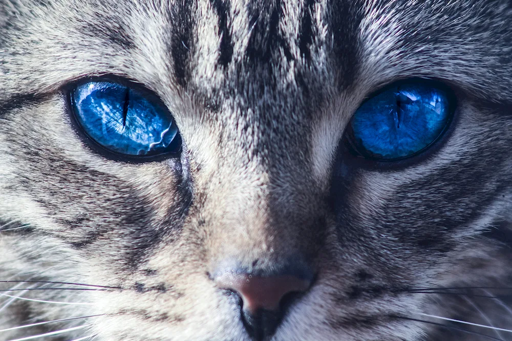 Blue-eyed Ragdoll cat