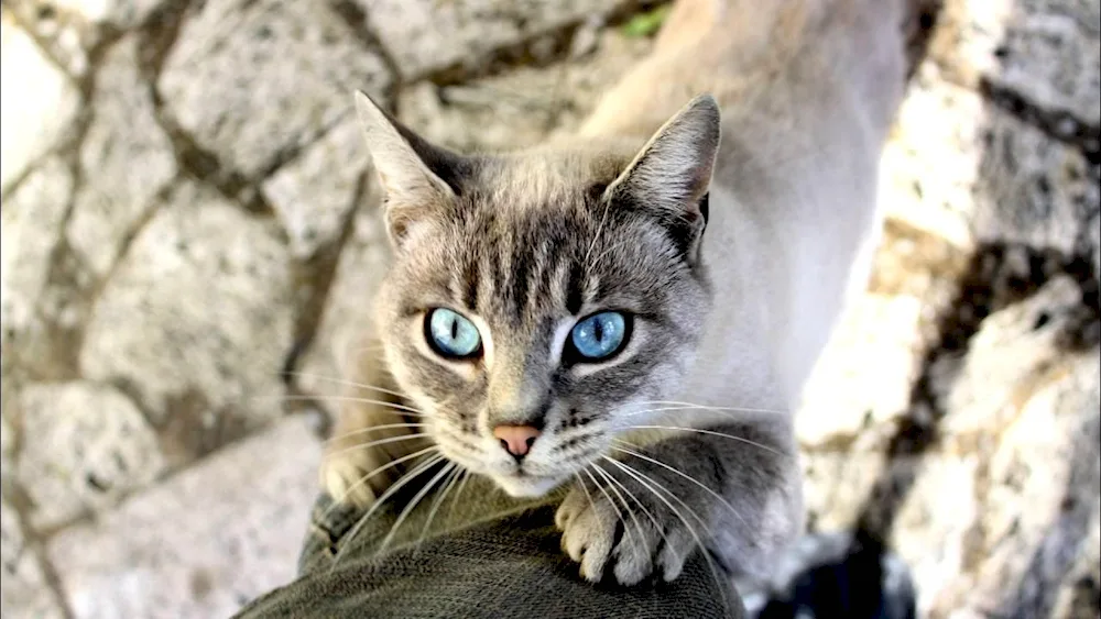 Scottish Forest cat mestizo