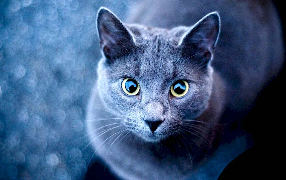 Russian blue cat