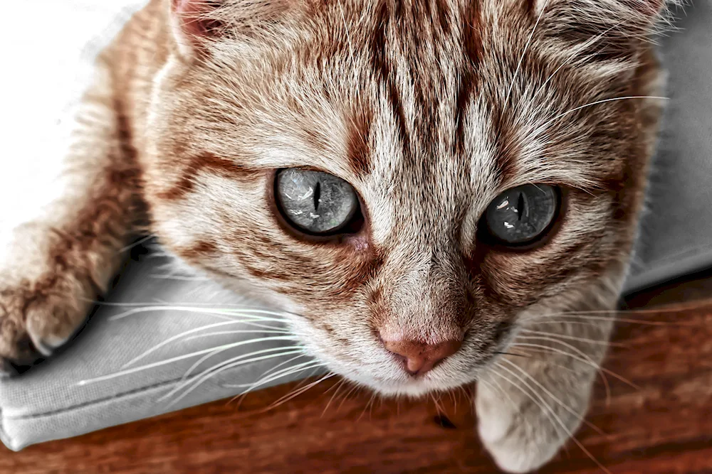 Cat with beautiful eyes