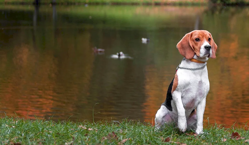 Beagle hunting dog breed