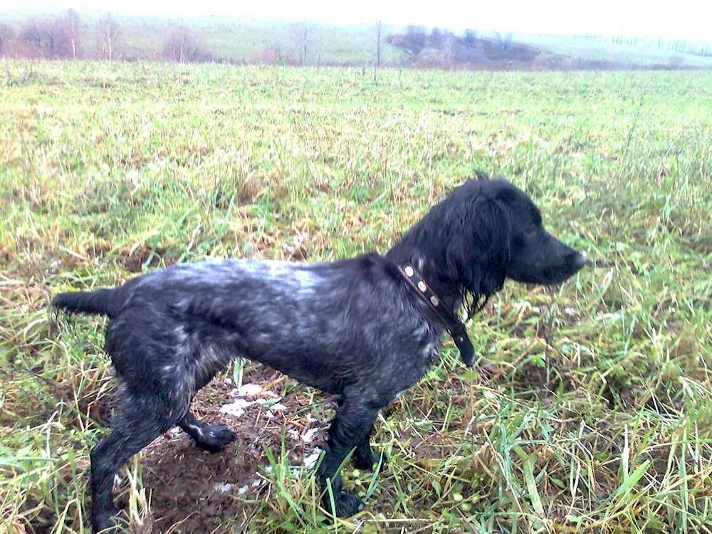 Hunting cat mestizo spaniel