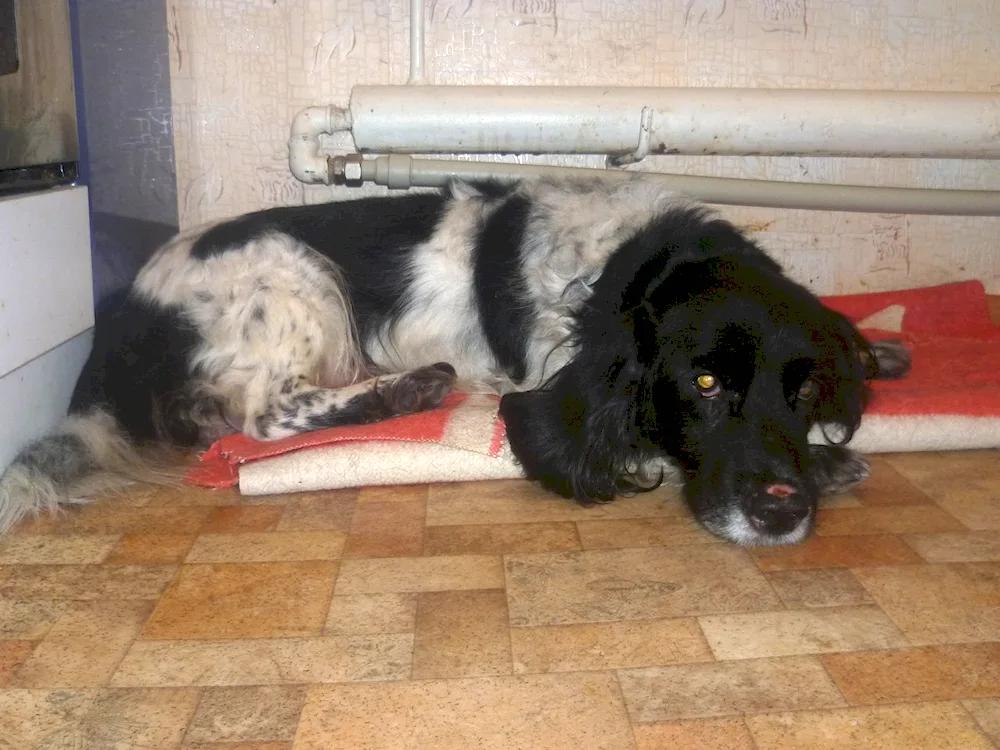 Hunting métis spaniel