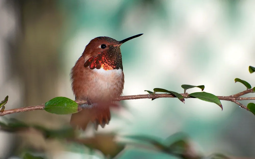 Hummingbirds