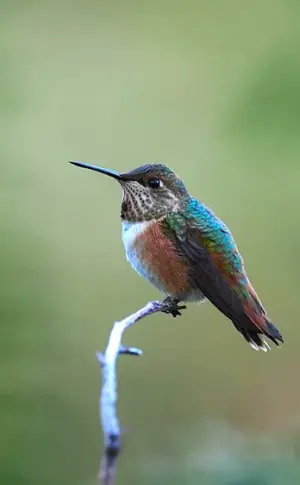 Ochre Hummingbird