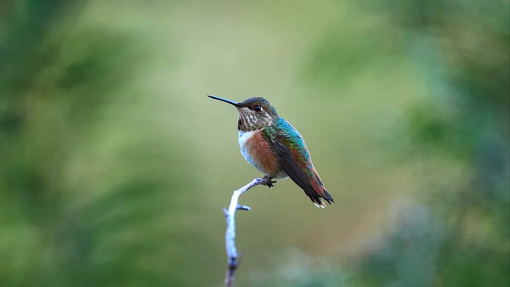 Ochre Hummingbird