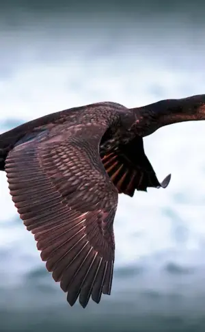 Auckland Cormorant