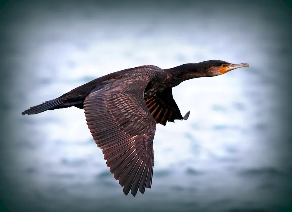 Auckland Cormorant