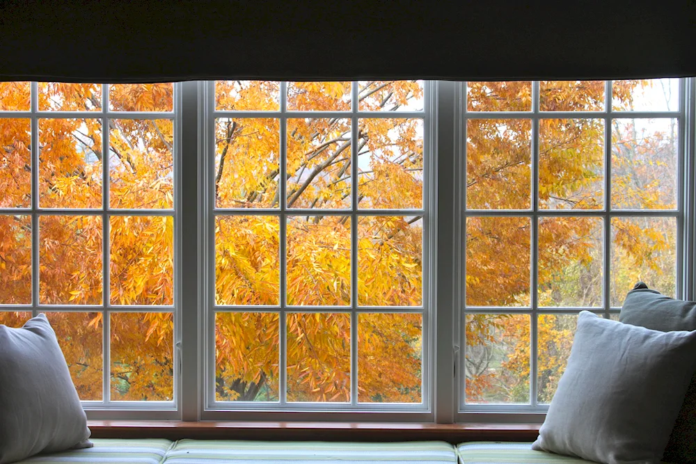 Outside window autumn