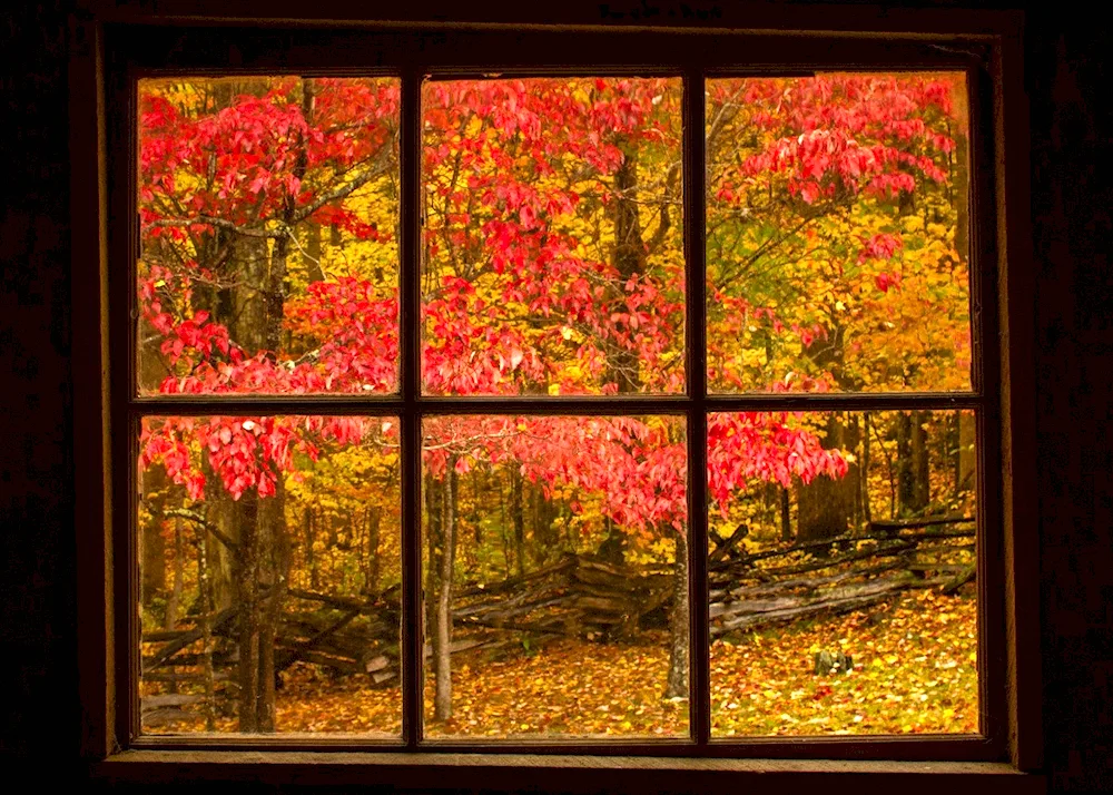 Outside window autumn