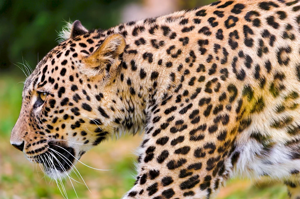 Leopard pattern