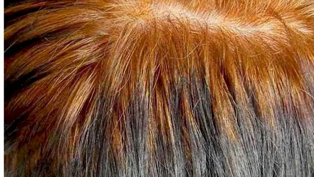 Root fading on red hair