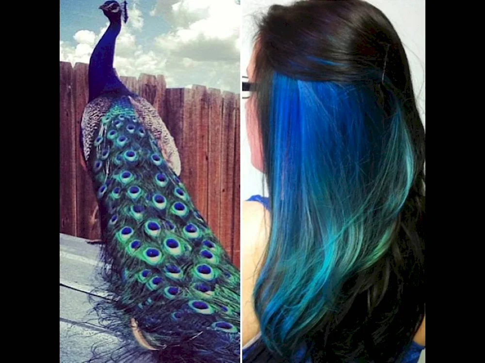 Peacock dye