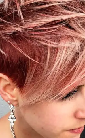 Pixie Bob 2022