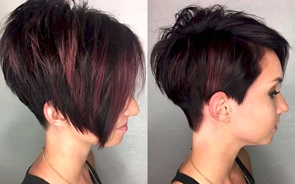 Colouring Pixie Bob 2022