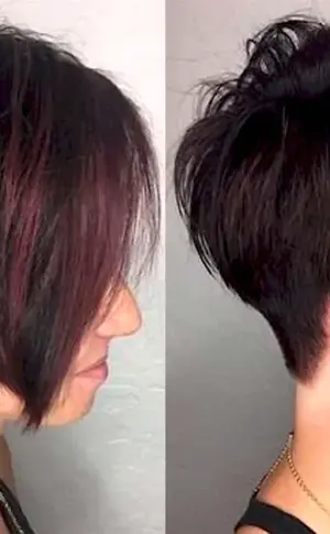 Colouring Pixie Bob 2022