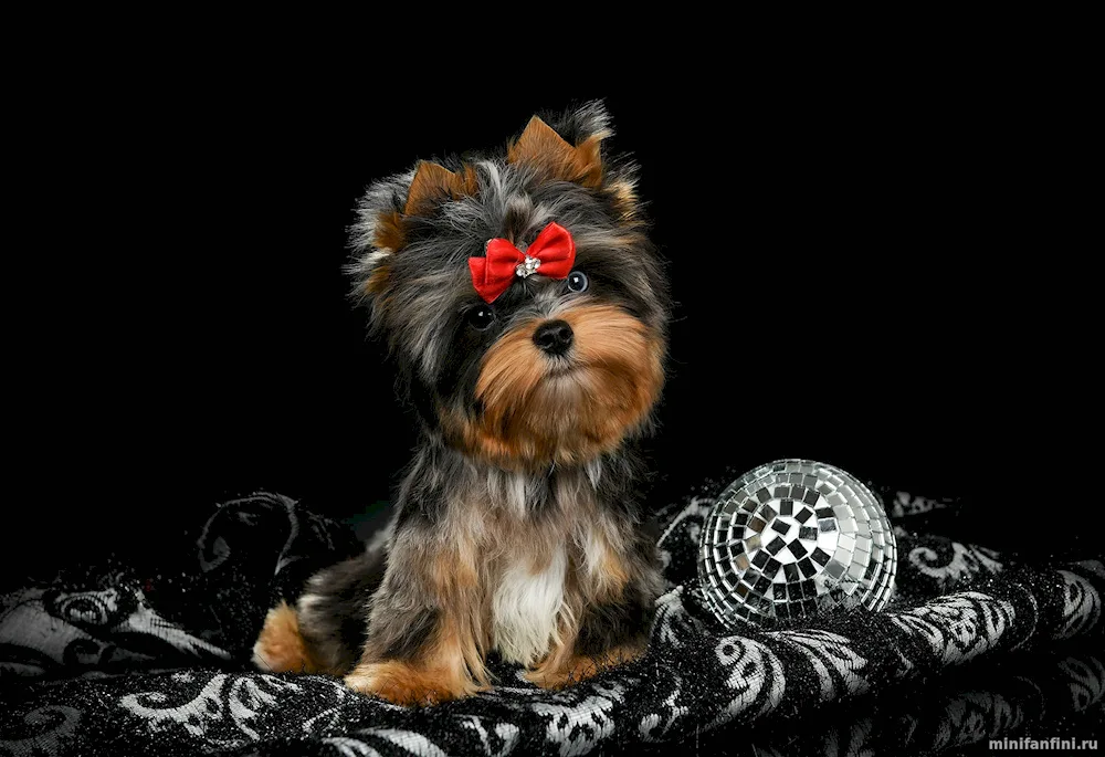 Yorkshire terrier colours