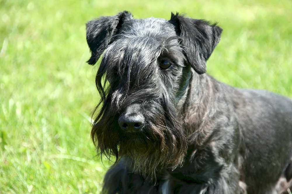 Schnauzer Terrier