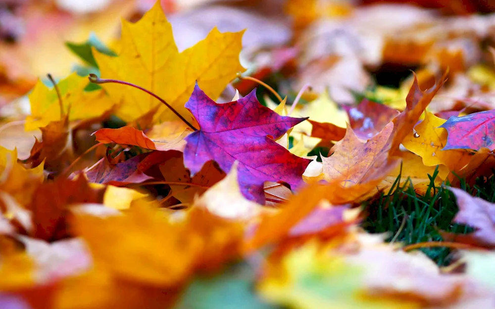 October on a black background