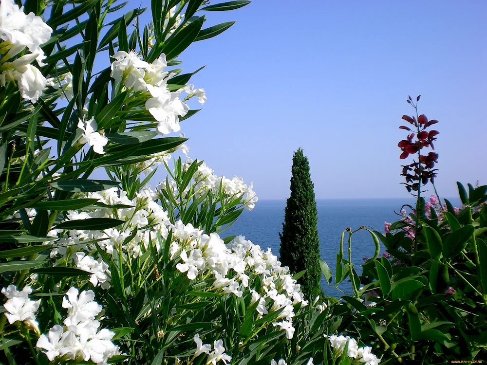 Oleander Greece