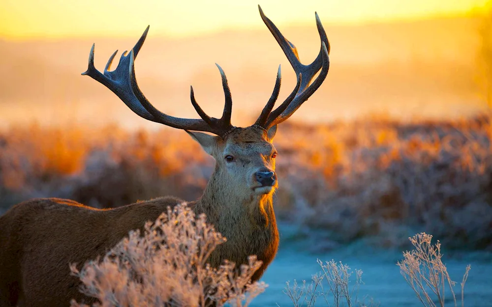 Dusk Reindeer