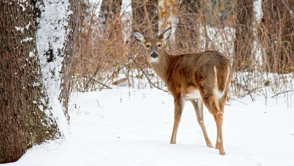 Deer and fawn