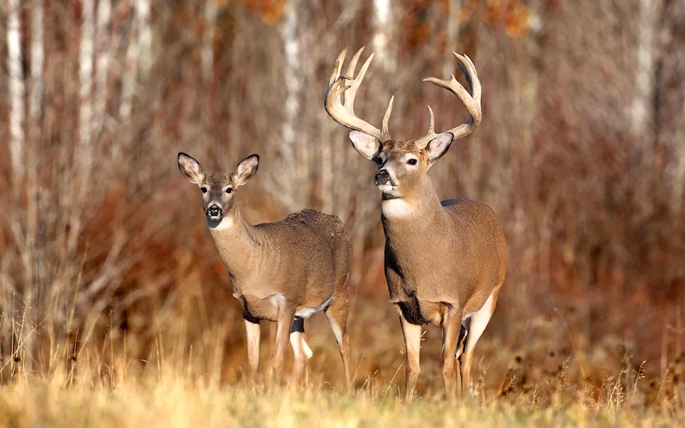 Deer and fawn