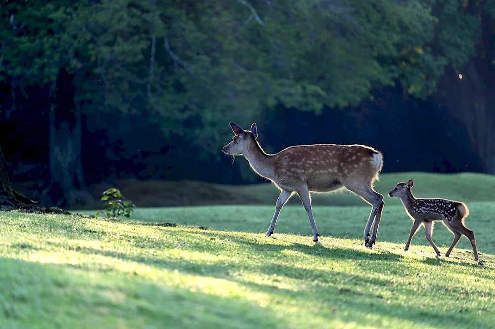 Bearded deer and fawn fawn