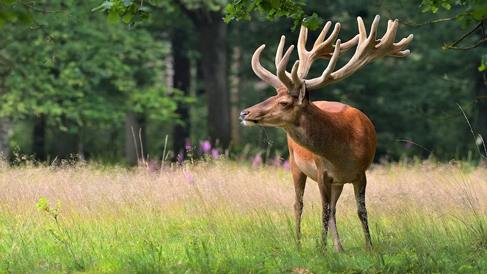 Deer and fawn