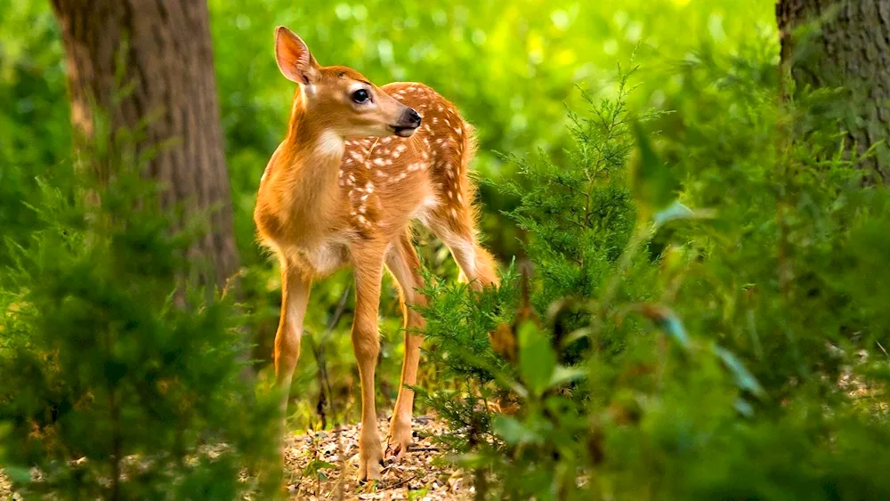 Deer and fawn