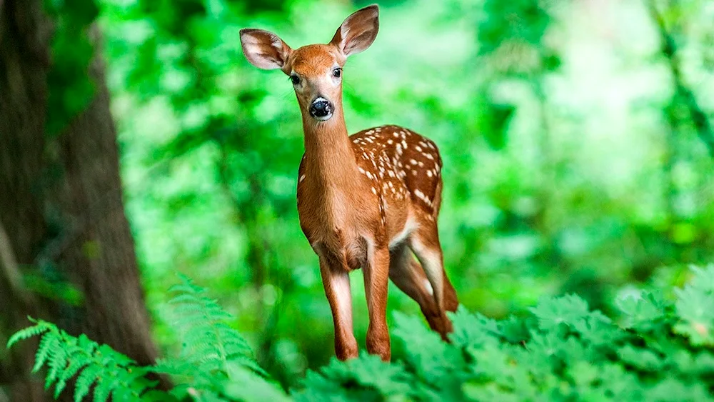 Deer fawn