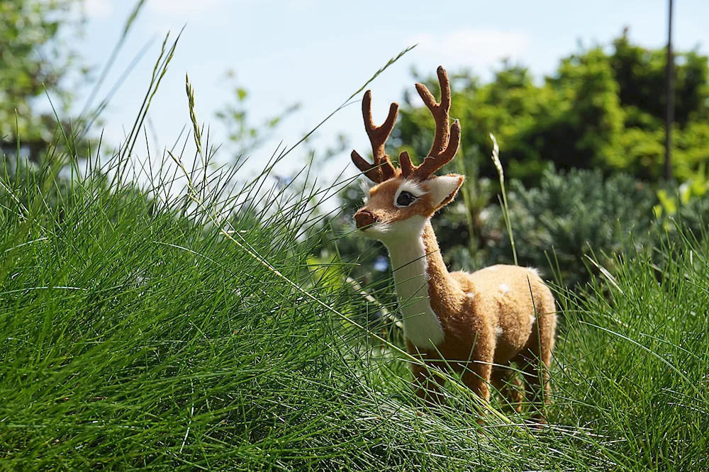 A pair of reindeer