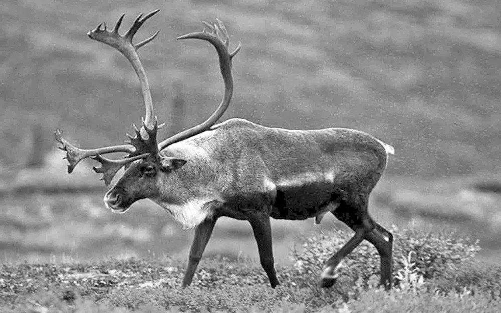 Caribou reindeer of North America