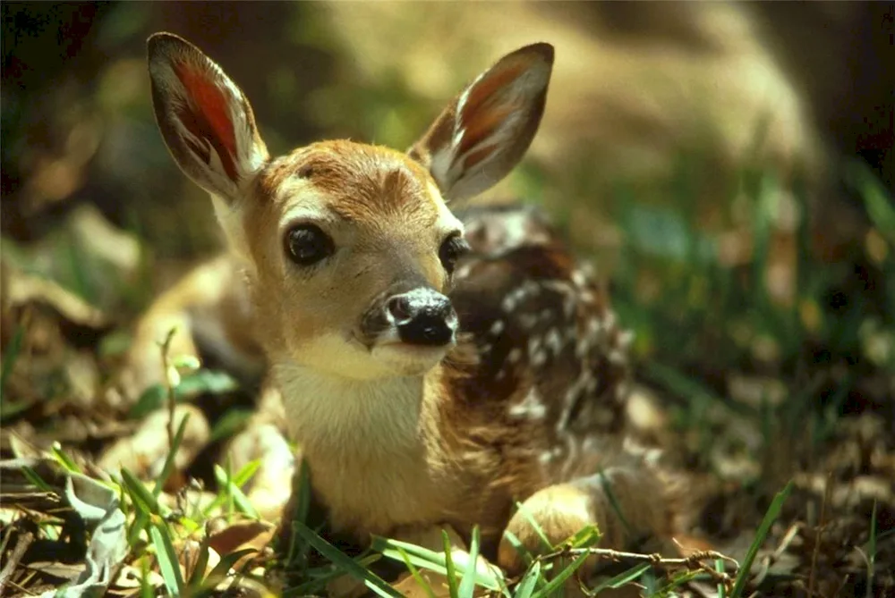 Deer fawn fawns