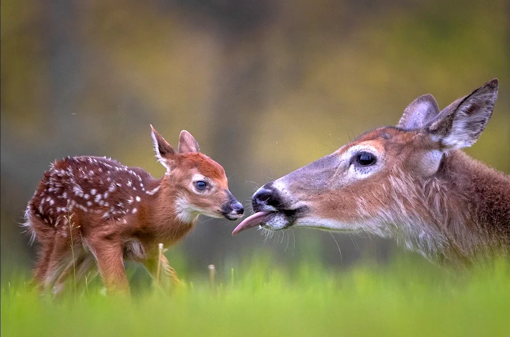 Spotted Reindeer Reindeer Cubs