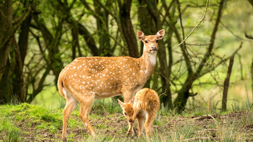 Deer fawn fawn fawn fawn fawn fawns